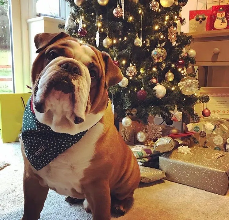 Christmas Dog Bandana: Snowball Fight