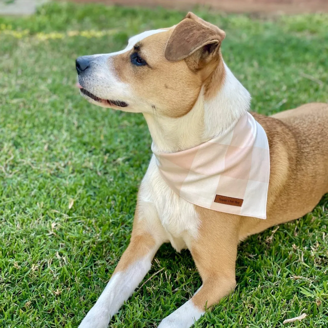 Peach Picnic Pet Bandana