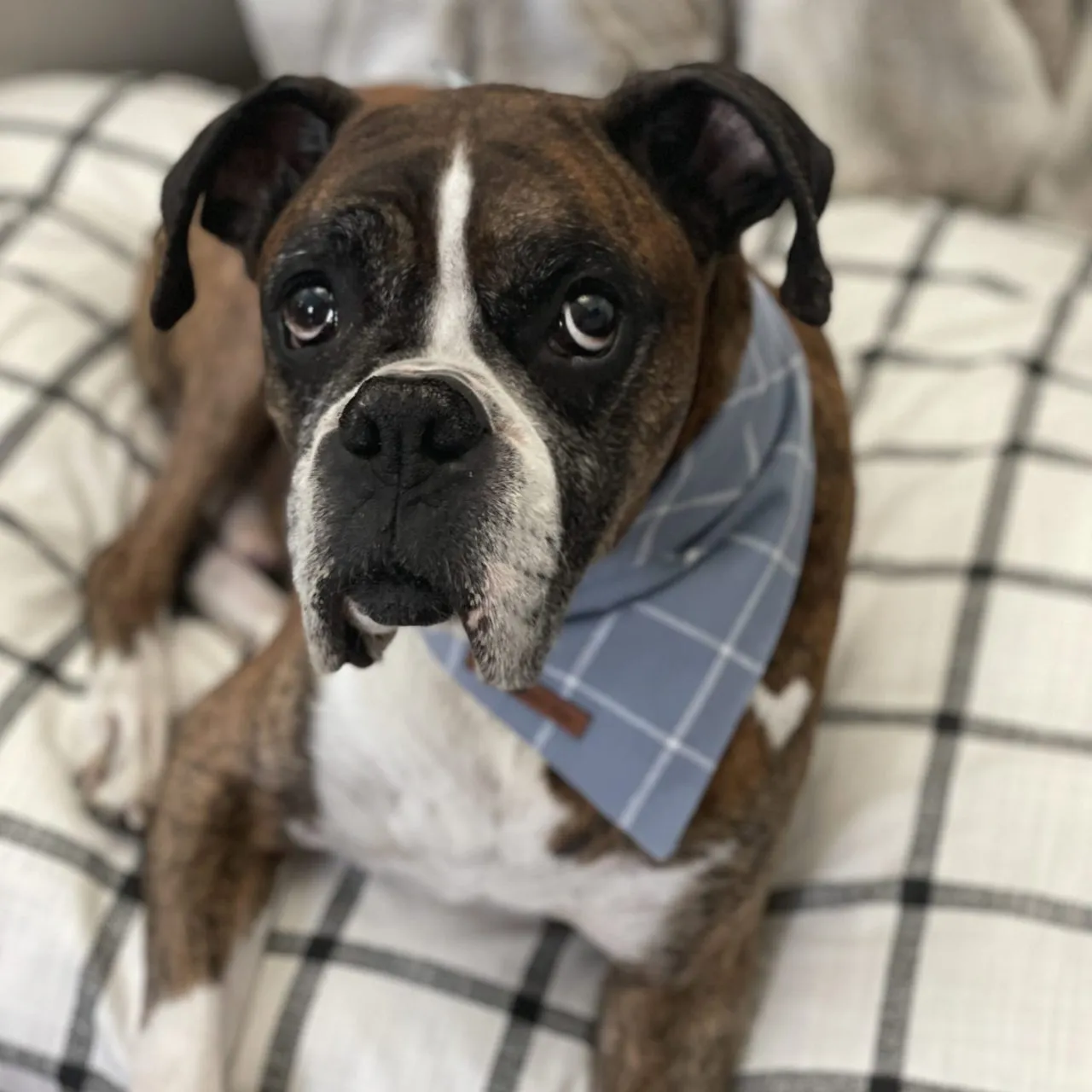 Powder Blue Windowpane Dog Bandana